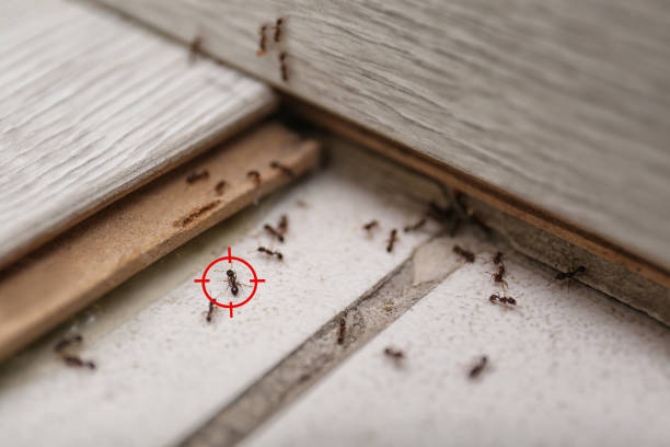  Old Jamestown, MO Pest Control Pros