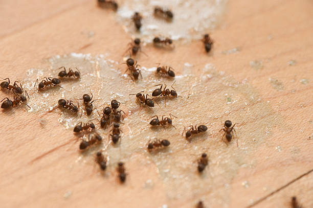 Best Cockroach Control Services  in Old Jamestown, MO