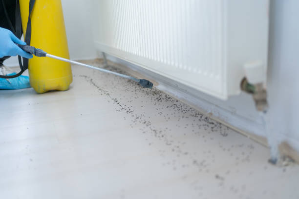 Best Residential Pest Control  in Old Jamestown, MO
